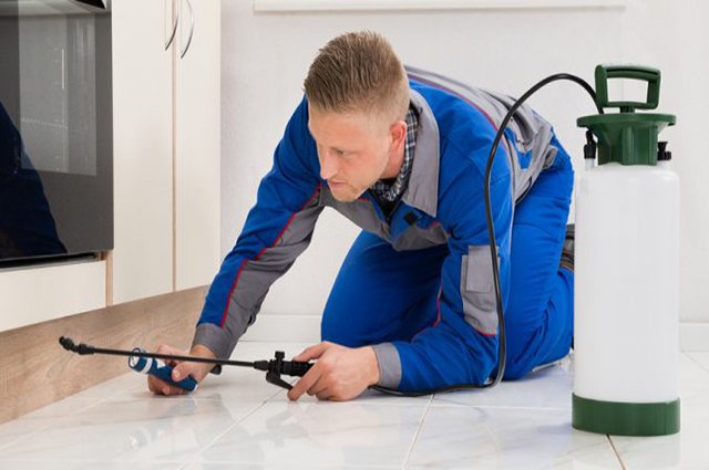 spider control services in hyderabad